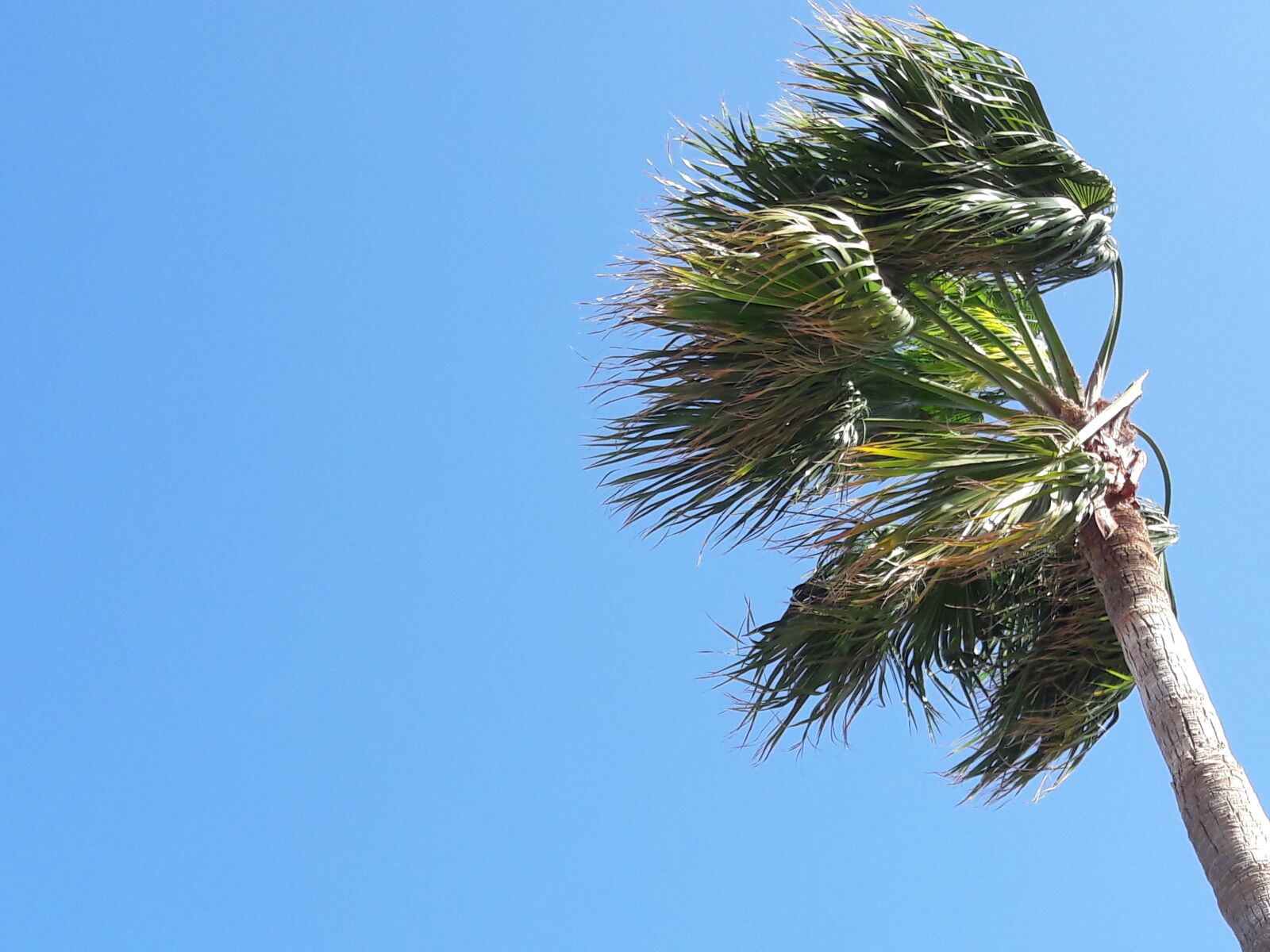 Samsung Galaxy A5(2016) sample photo. Palm tree, wind, movement photography