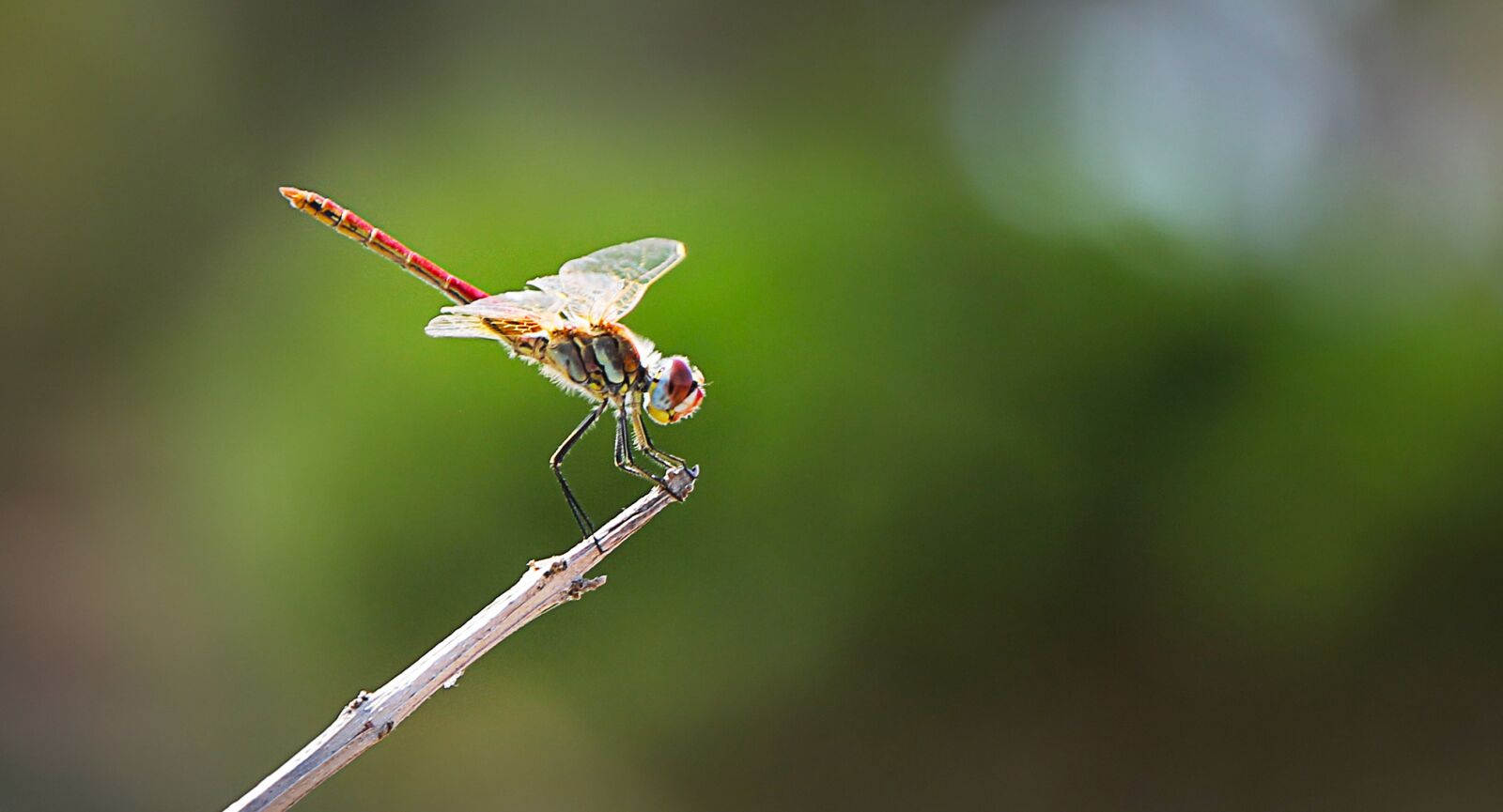 Canon EOS 550D (EOS Rebel T2i / EOS Kiss X4) sample photo. Dragonfly, insect, close up photography