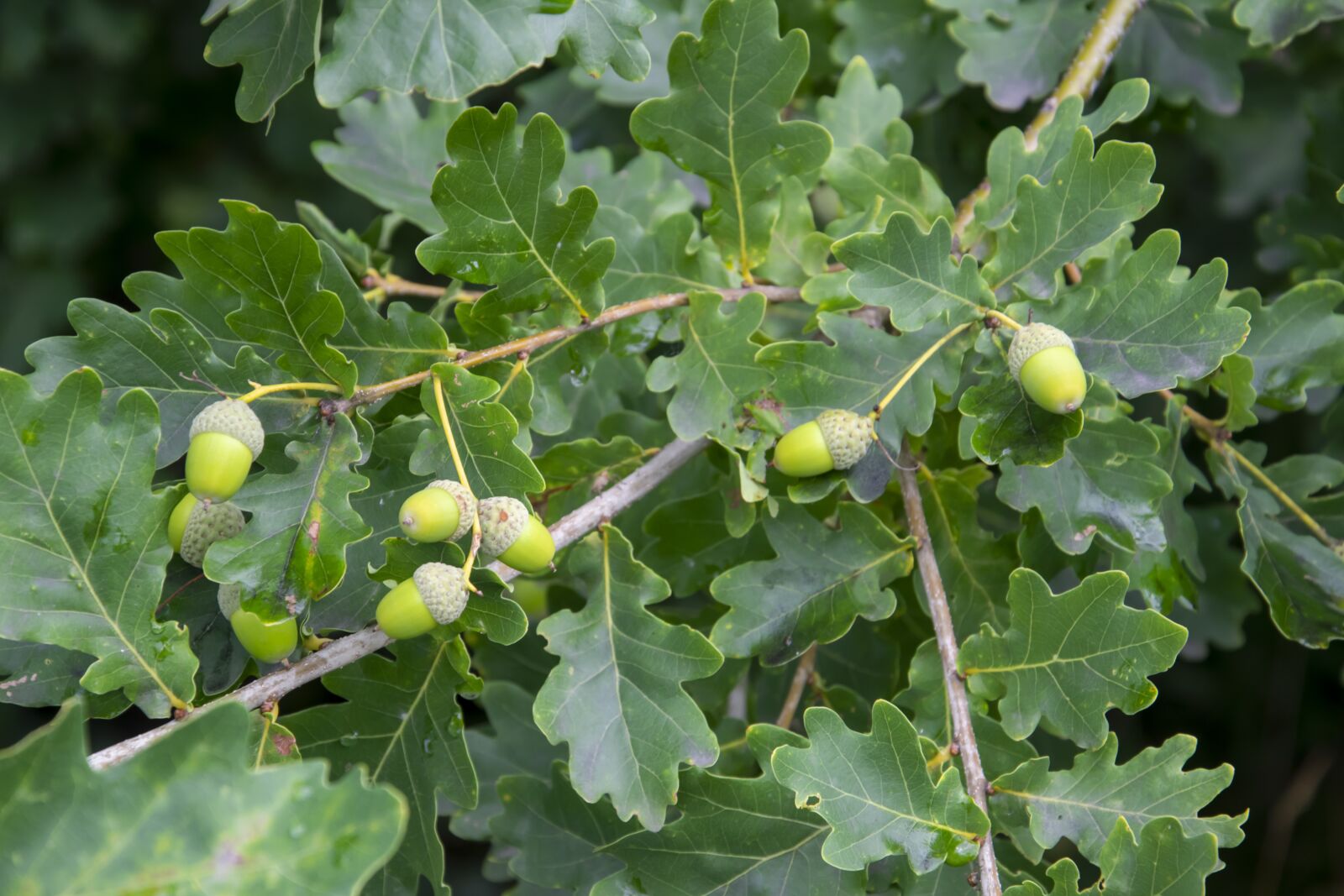 Nikon D5300 sample photo. Acorns, tree, oak photography