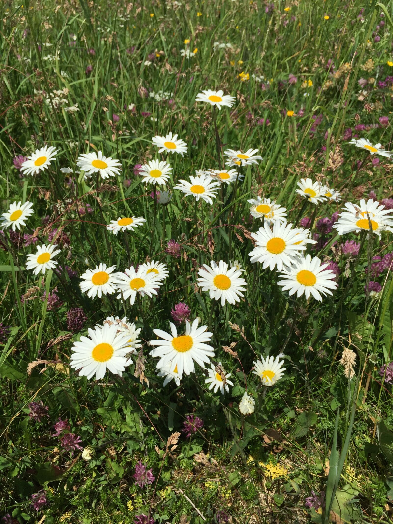 iPhone 6 Plus back camera 4.15mm f/2.2 sample photo. Daisies, flowers, white photography
