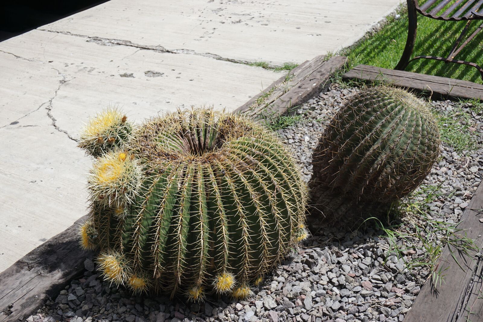 Sony a6000 sample photo. Cactus, plants, desert photography