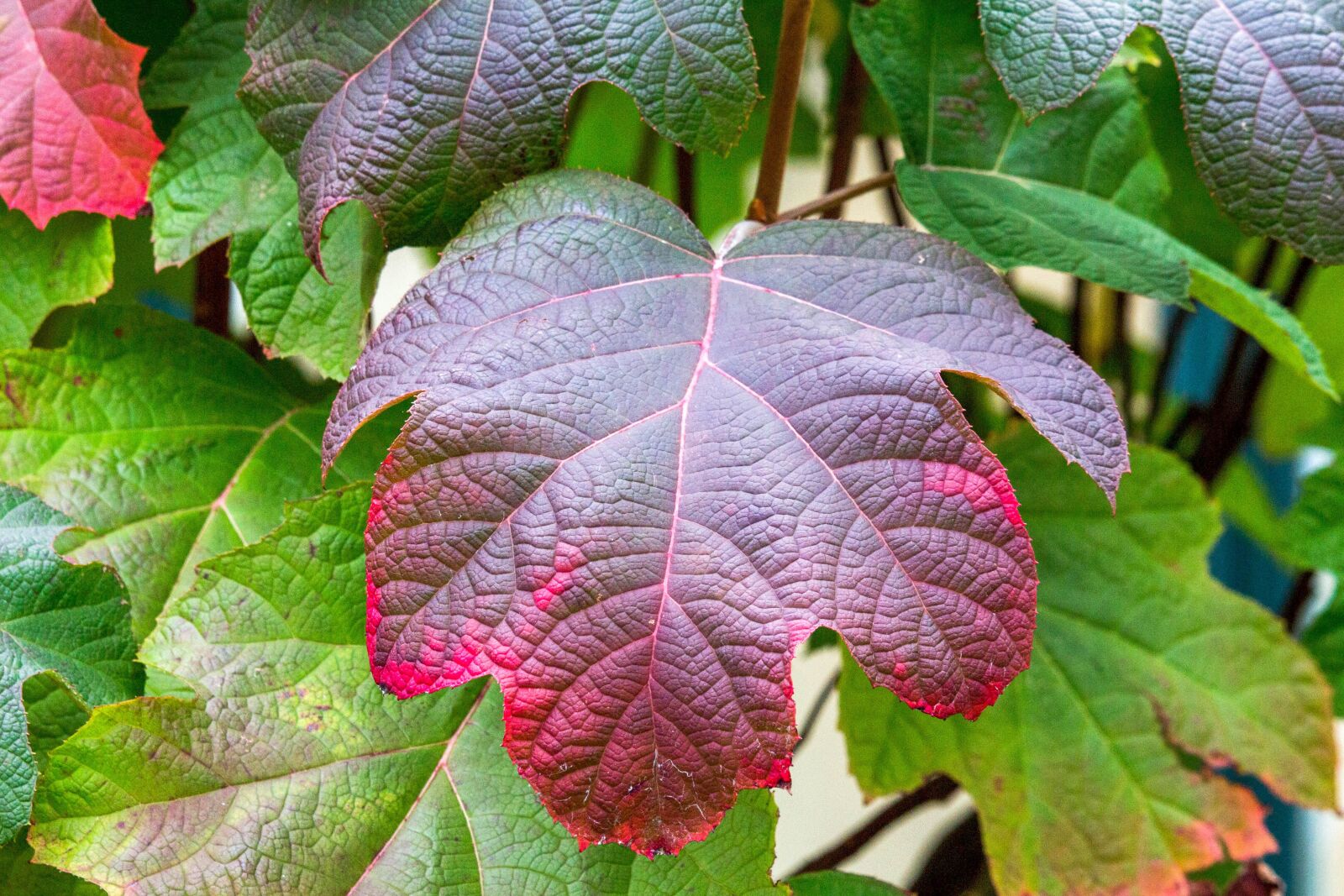 Canon EOS 700D (EOS Rebel T5i / EOS Kiss X7i) sample photo. Leaf, nature, flora photography