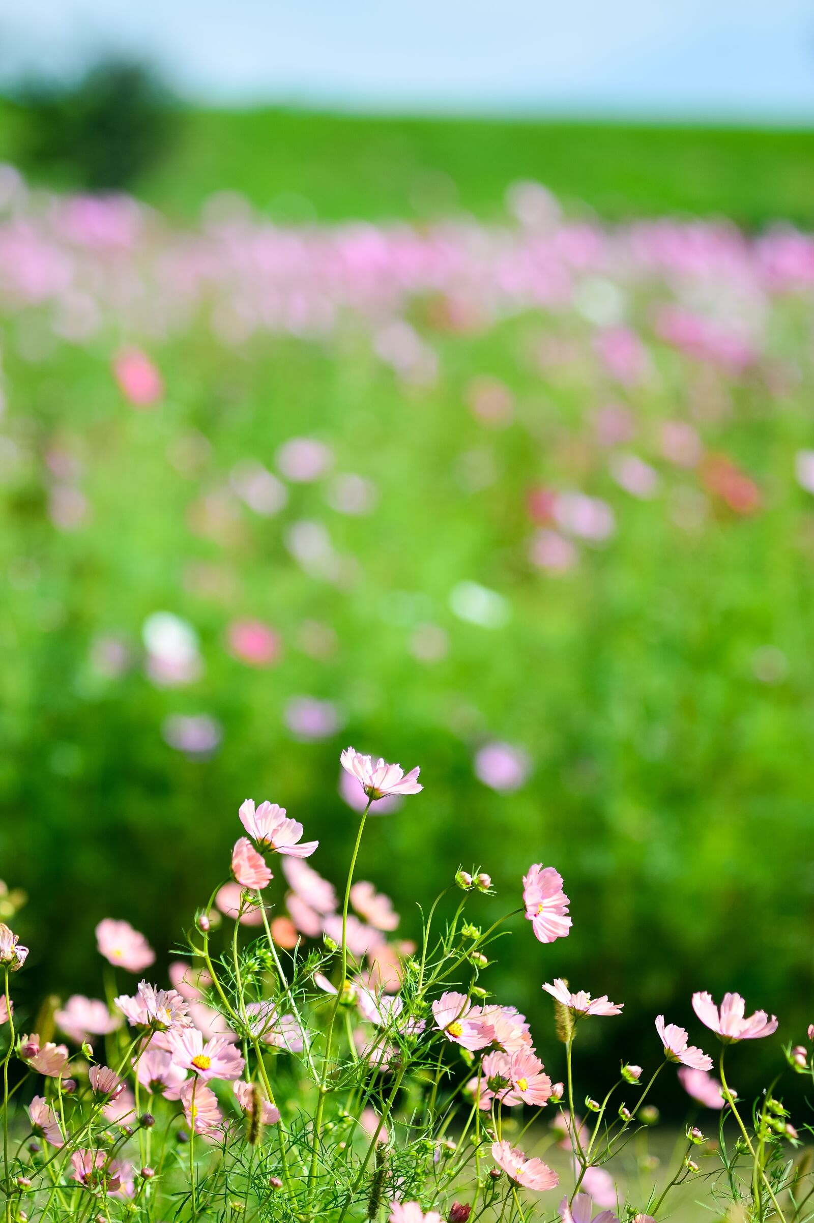 Nikon Df sample photo. Landscape, plant, flowers photography