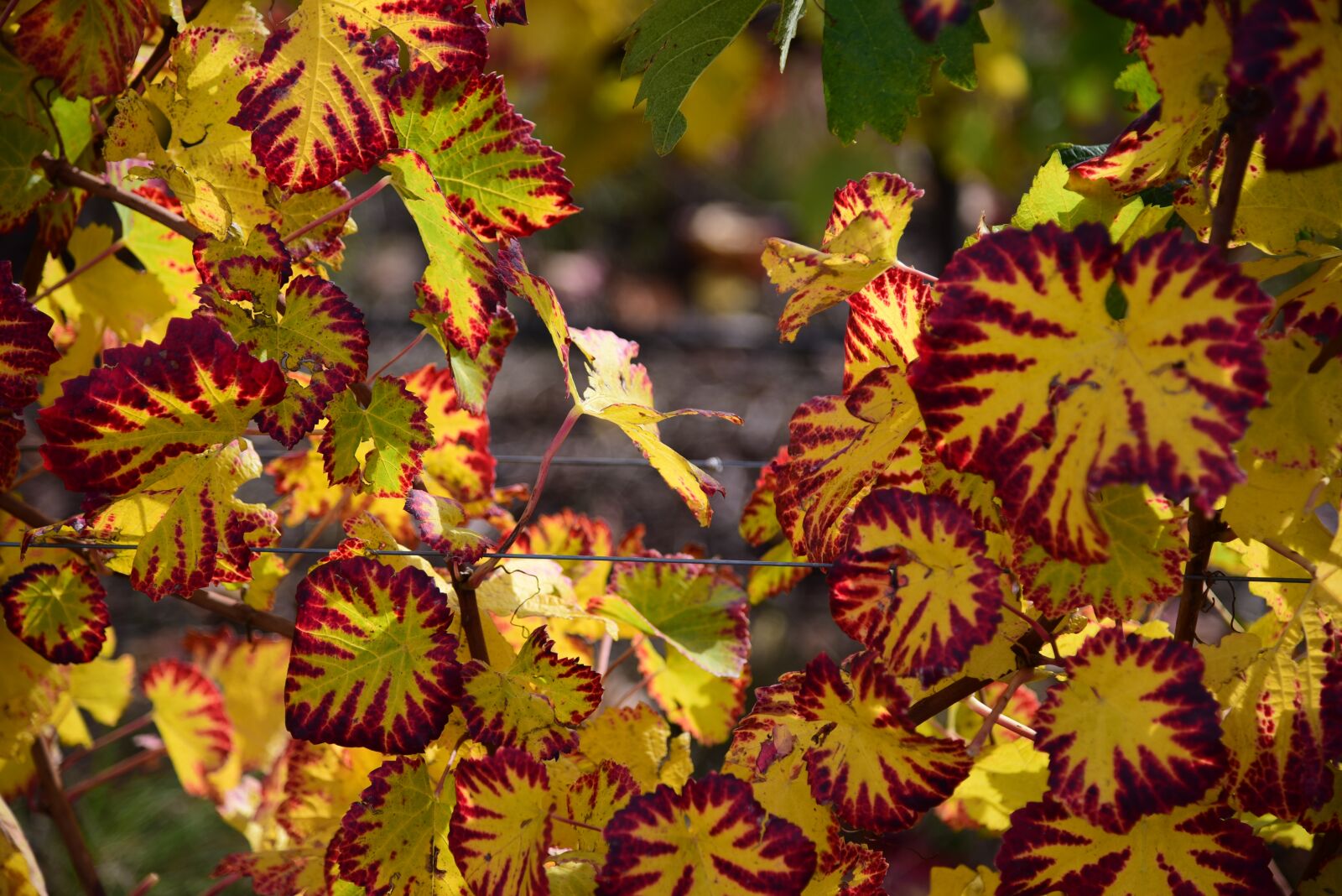 Nikon D750 sample photo. Vine, autumn, vine leaf photography