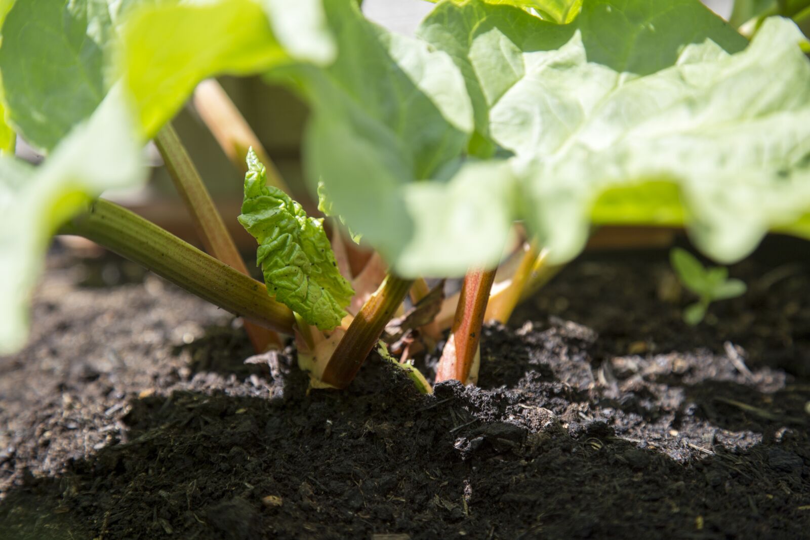 Canon EOS 6D + Canon EF 24-105mm F4L IS USM sample photo. Edible, fresh, garden photography