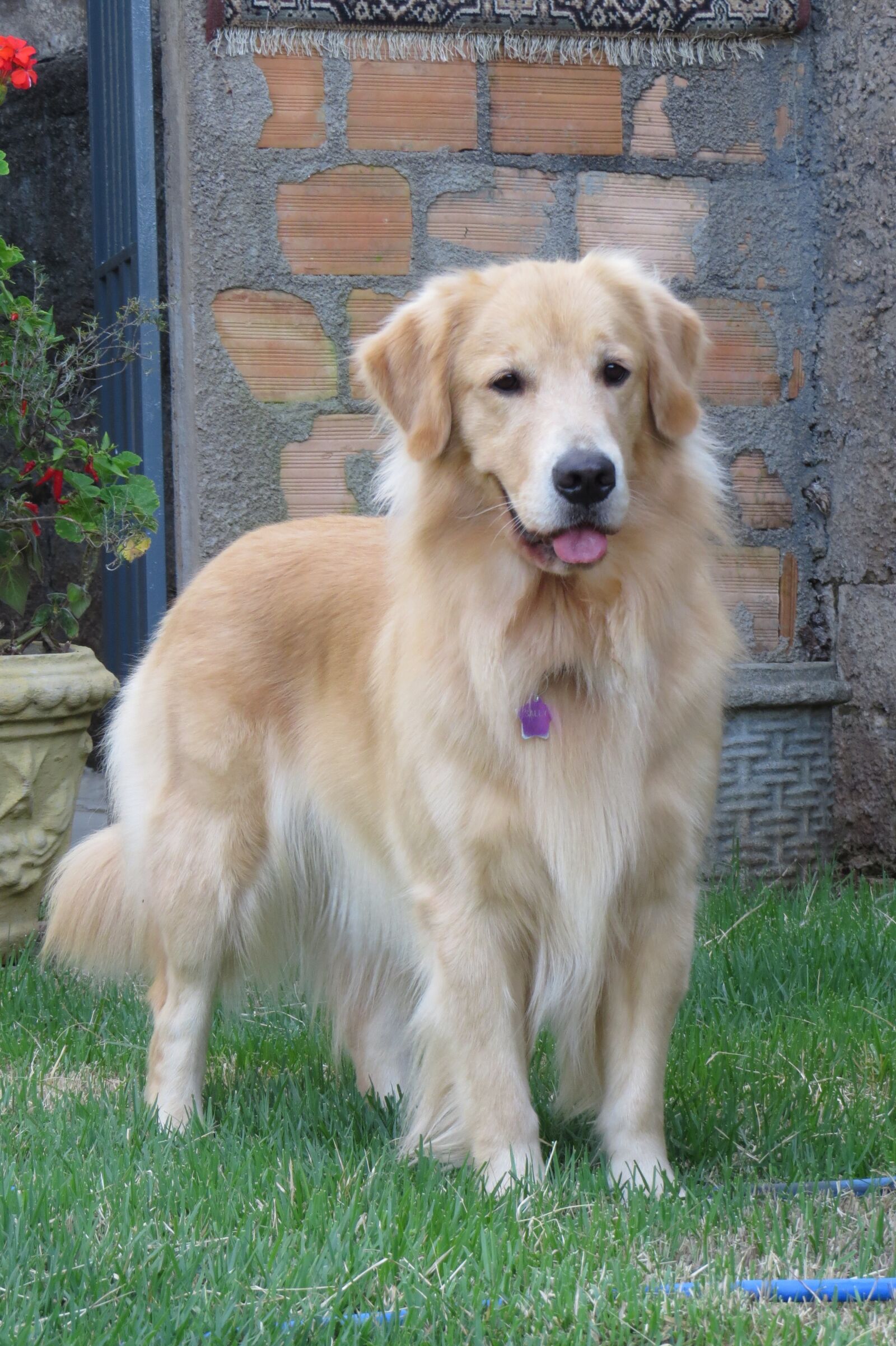 Canon PowerShot SX50 HS sample photo. Goldenretriever, dog, pet photography