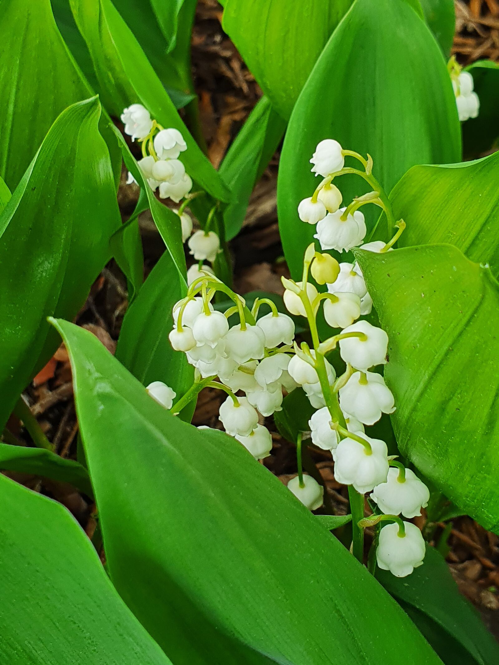 Samsung Galaxy S10+ sample photo. Lily of the valley photography
