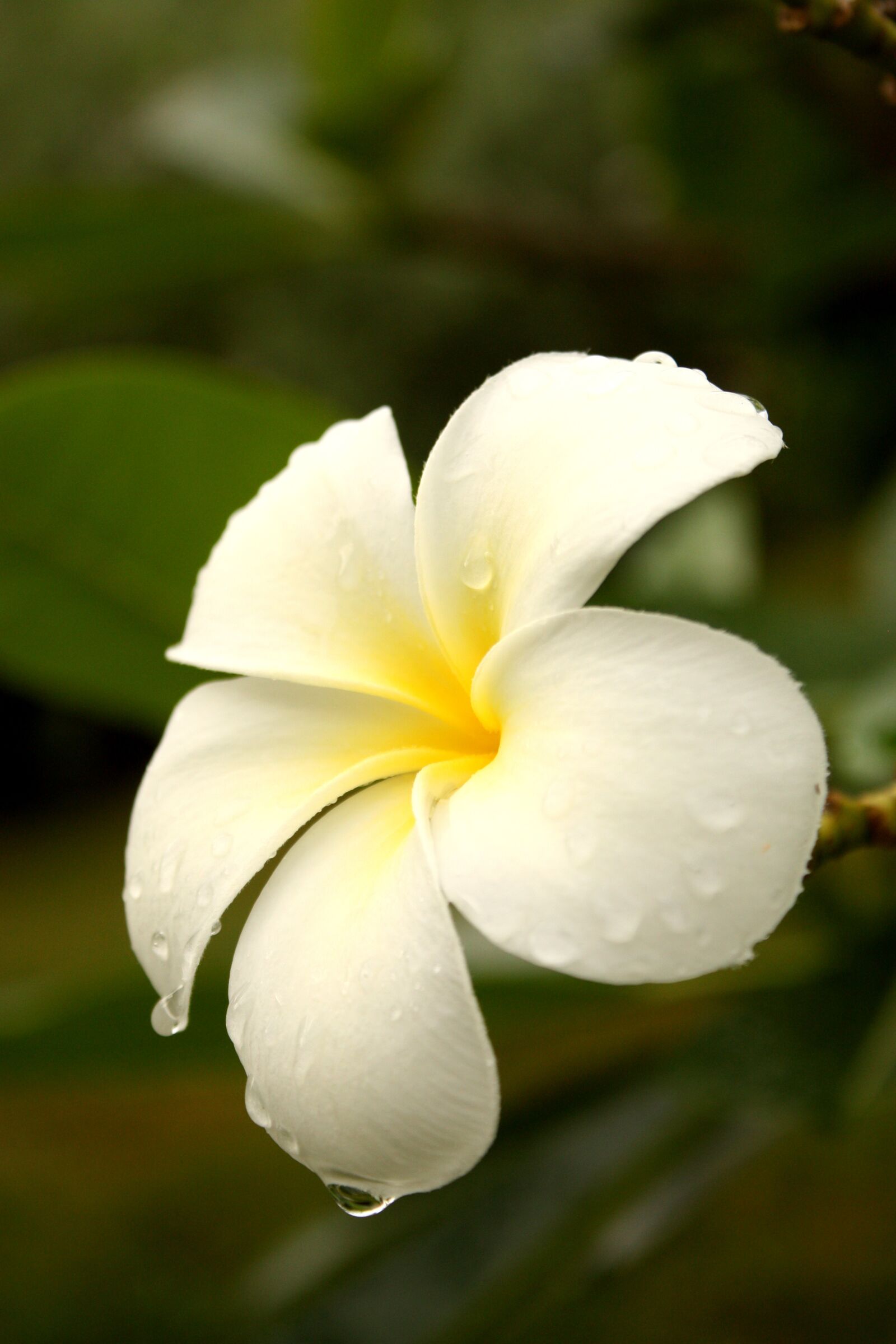 Canon EOS 450D (EOS Rebel XSi / EOS Kiss X2) sample photo. Flowers, more information, frangipani photography