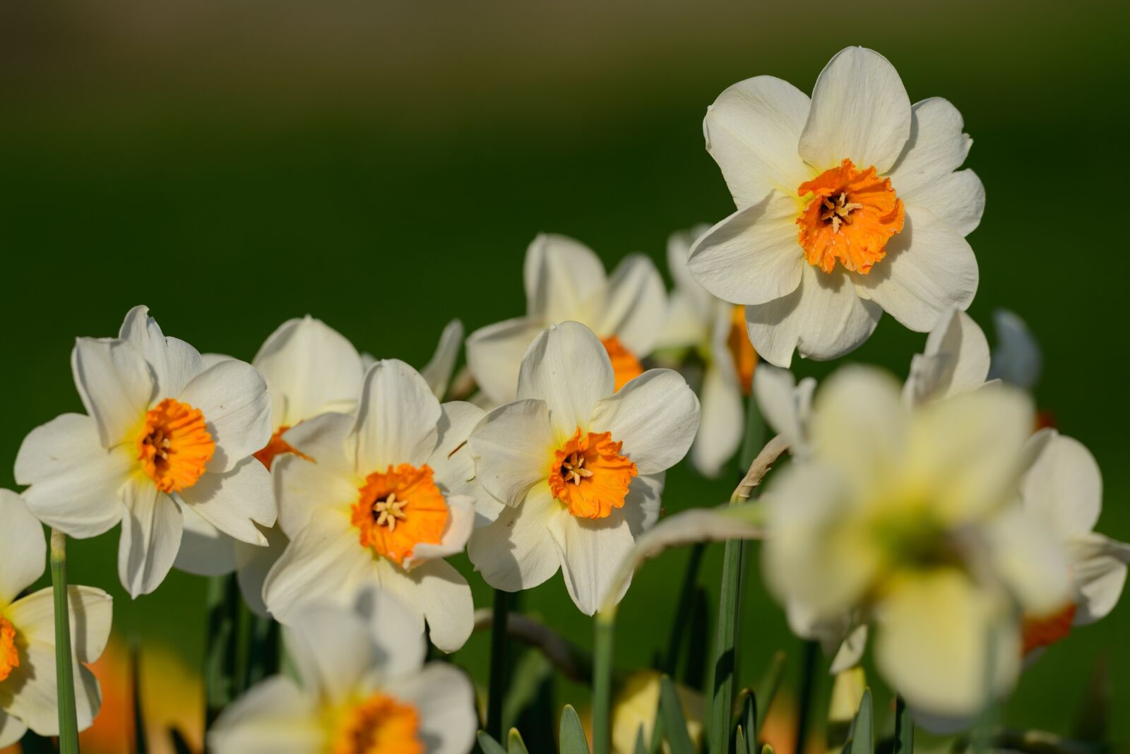 Nikon D800 sample photo. Daffodils, narcissus, daffodil photography