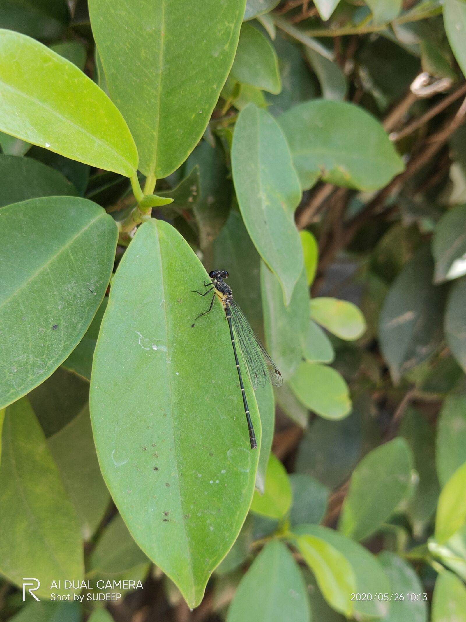 Realme 3 PRO sample photo. Rainy day, flies, tree photography