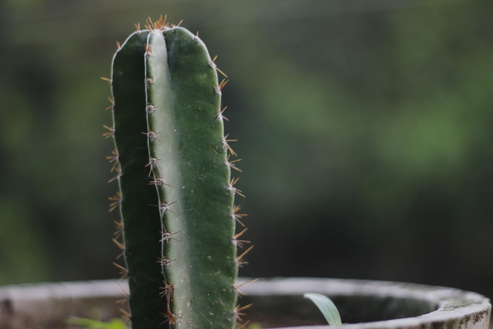 Canon EOS 600D (Rebel EOS T3i / EOS Kiss X5) + Canon EF 50mm F1.8 STM sample photo. Cactus, nagfani, prickly pear photography