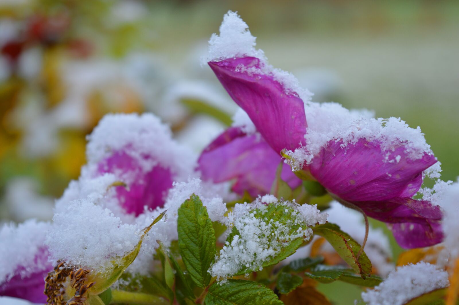 Nikon D3200 sample photo. Flowers, roses, rose petals photography