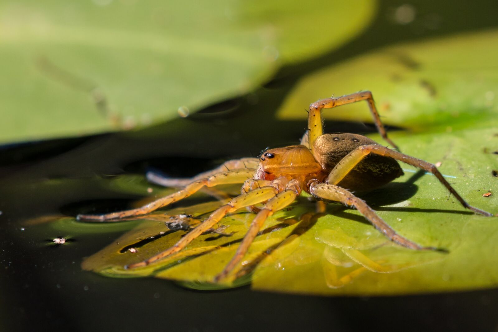 Canon EOS 70D + Canon EF 100-400mm F4.5-5.6L IS II USM sample photo. Spider, fishing, water photography