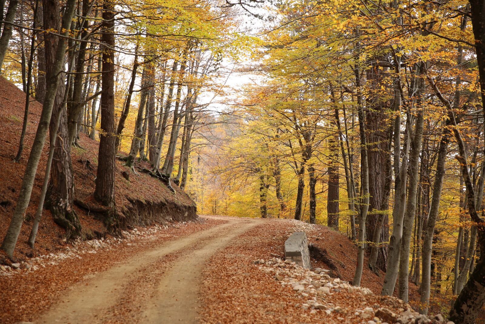 Canon EF 24-70mm F2.8L II USM sample photo. Autumn, leaves, trees photography