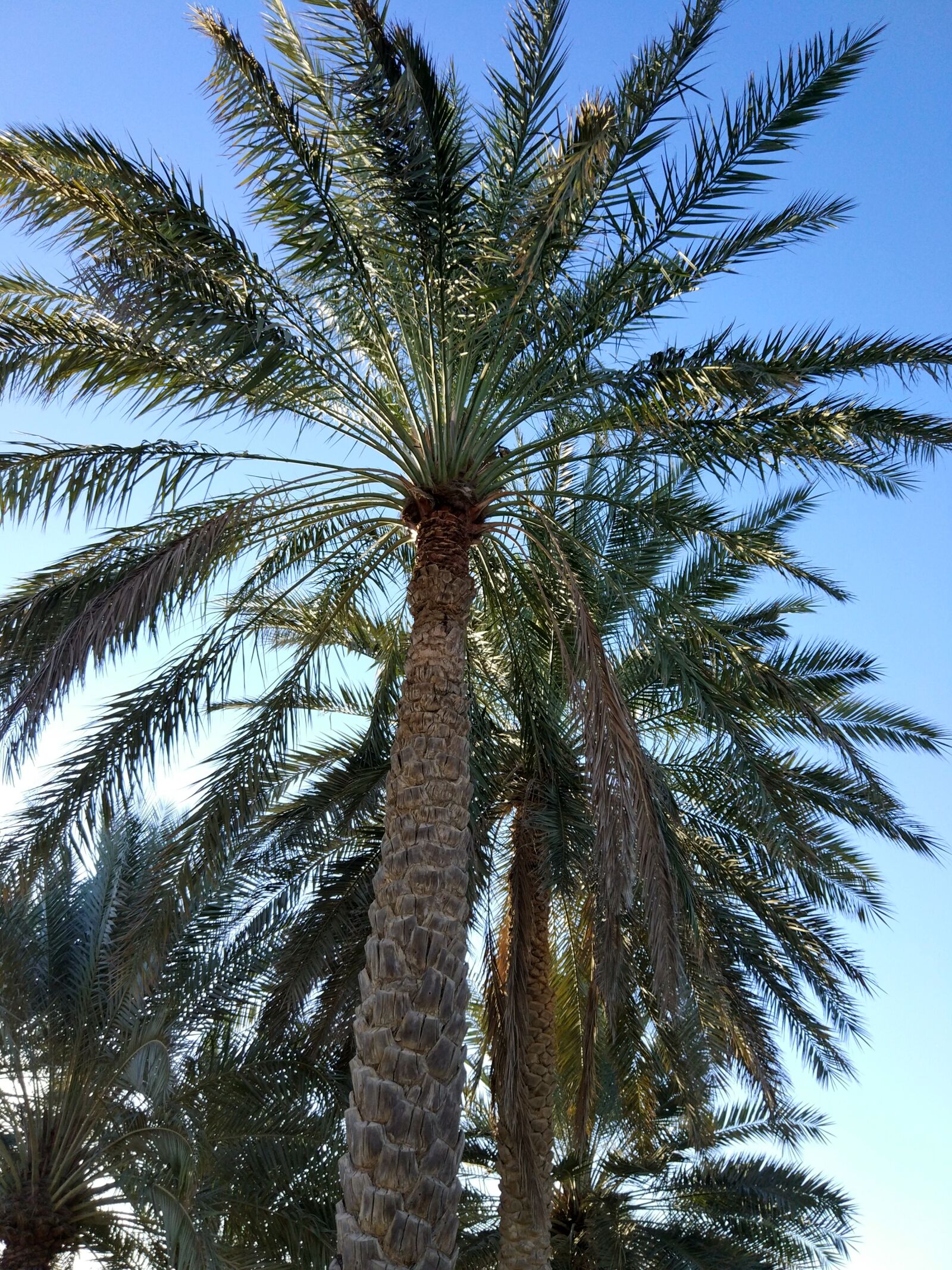Xiaomi MI 5s sample photo. Palm tree, dates, leaves photography