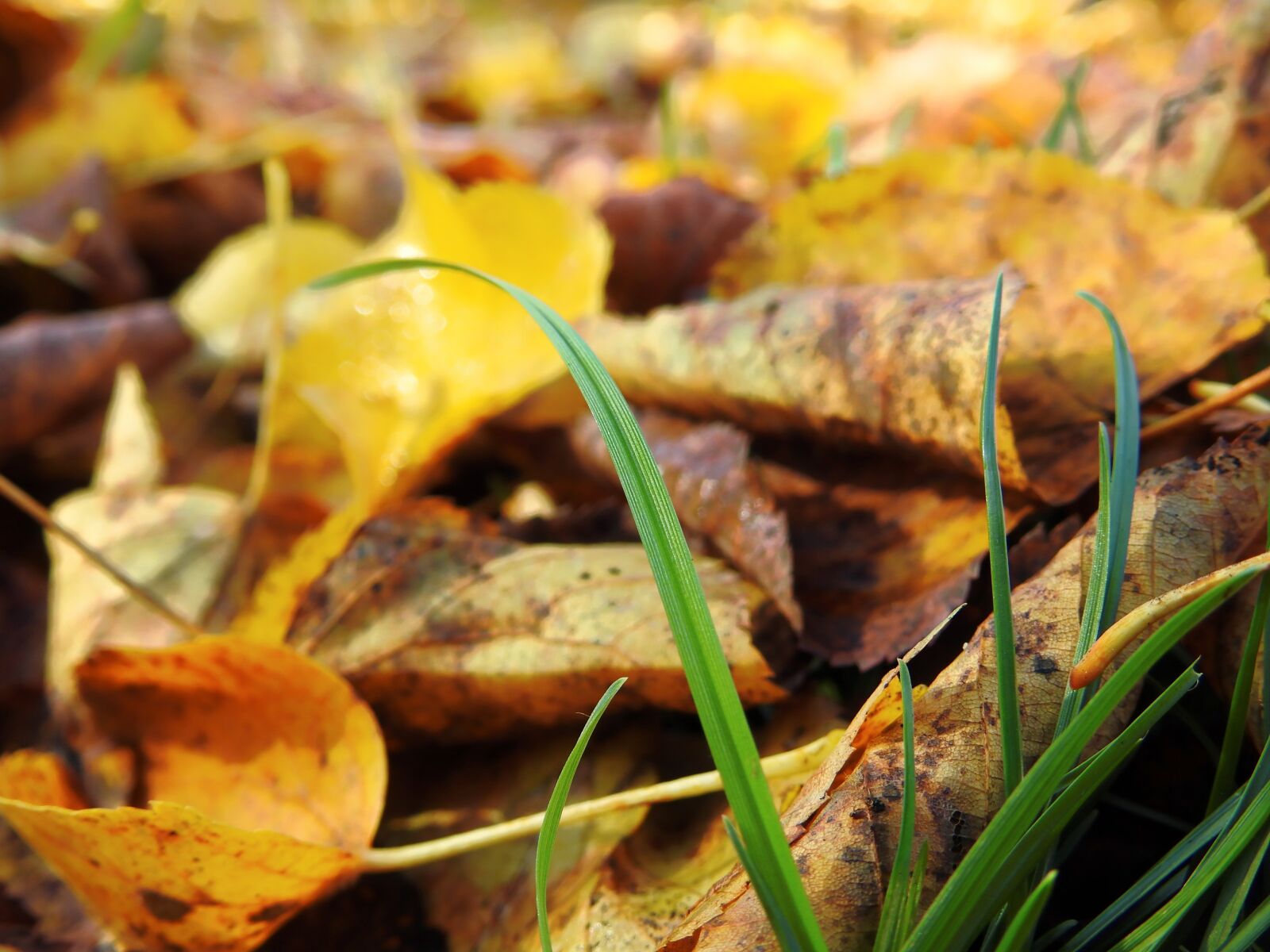 Nikon Coolpix P900 sample photo. Autumn, leaves, wet photography