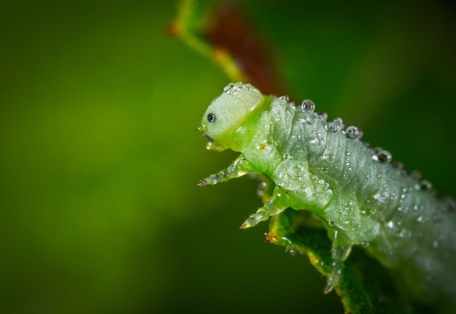 #124 65/2.8 sample photo. Insect, larva, nature photography
