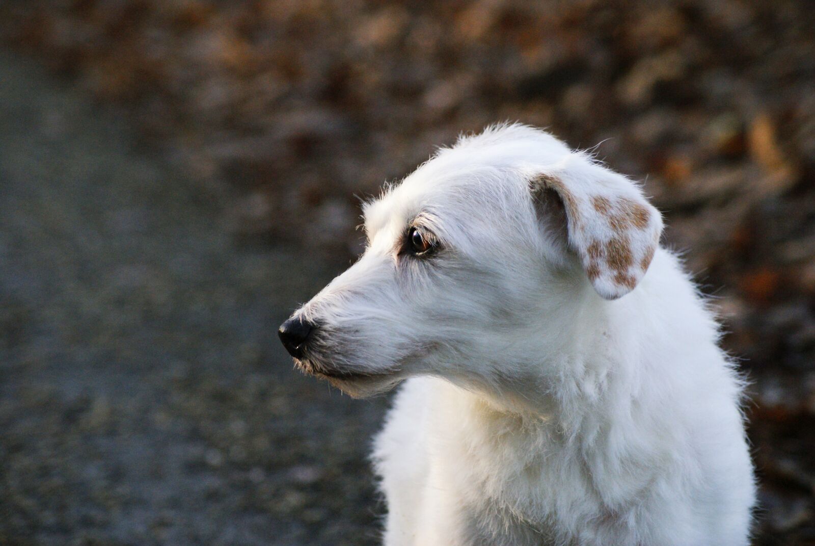 Sony Alpha DSLR-A200 sample photo. Dog, parson russell terrier photography