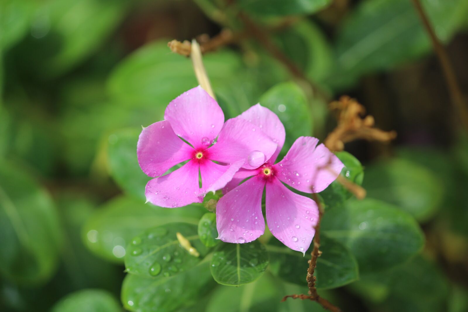 Canon EOS 1200D (EOS Rebel T5 / EOS Kiss X70 / EOS Hi) sample photo. Perivincle, flower, two photography