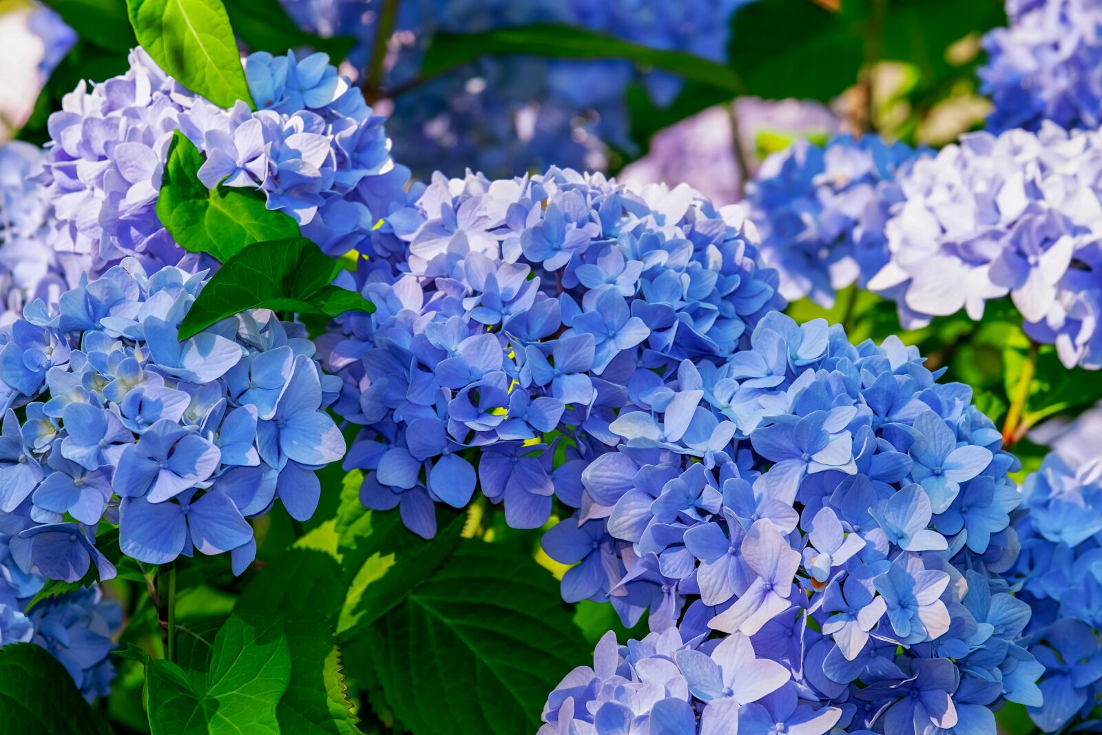 Fujifilm XF 55-200mm F3.5-4.8 R LM OIS sample photo. Hydrangea, flower, hydrangea flower photography