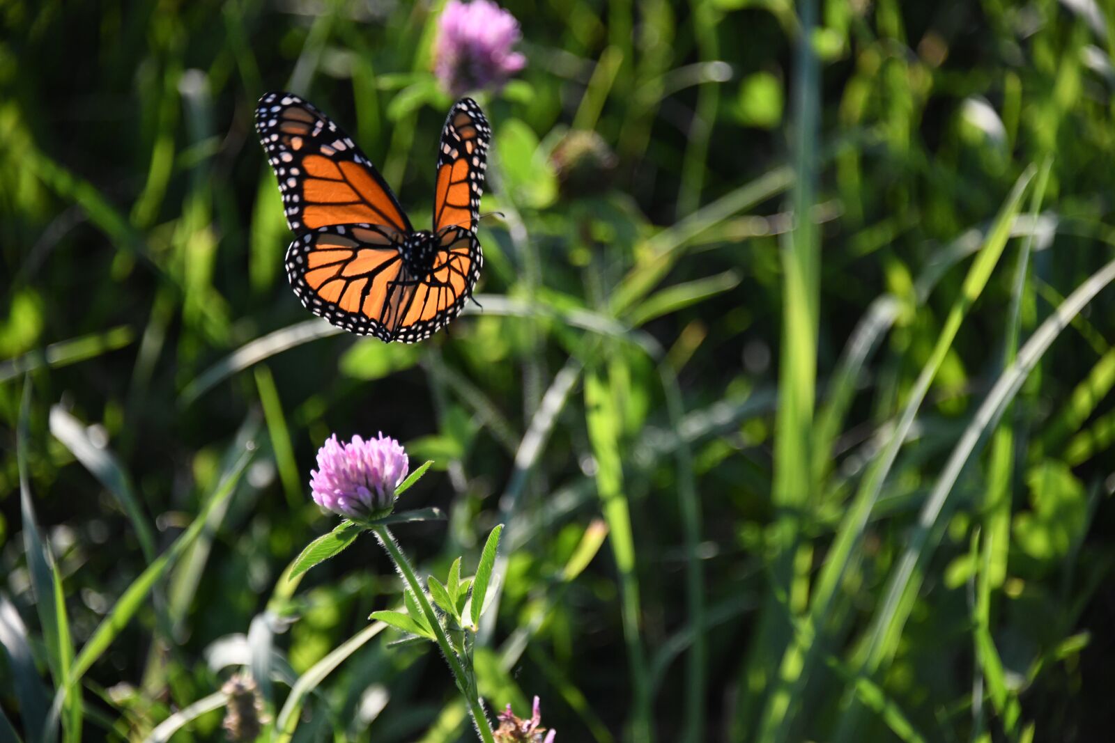 Nikon D850 sample photo. Butterfly, monarch, orange photography