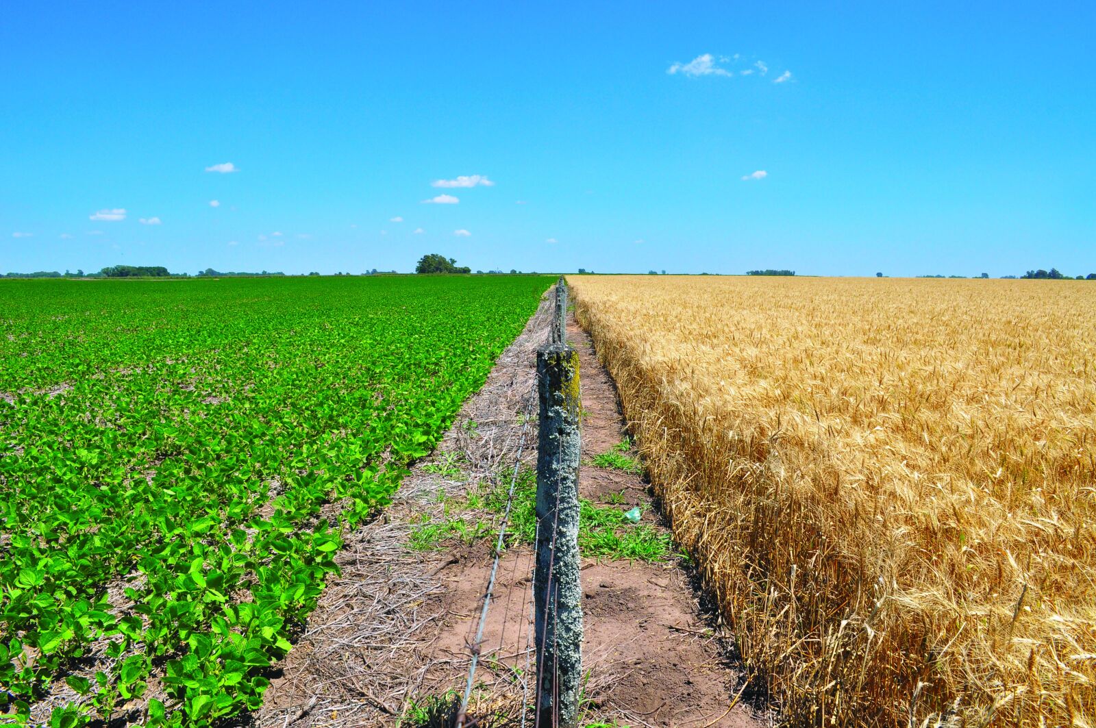 Nikon D5000 sample photo. Wheat, soy, harvest photography
