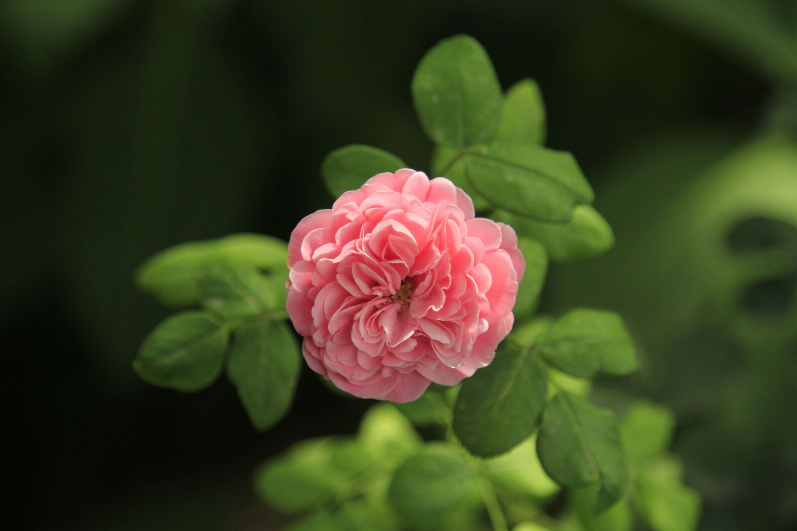 Canon EOS 7D + Canon EF 24-105mm F4L IS USM sample photo. Flower, plant, nature photography