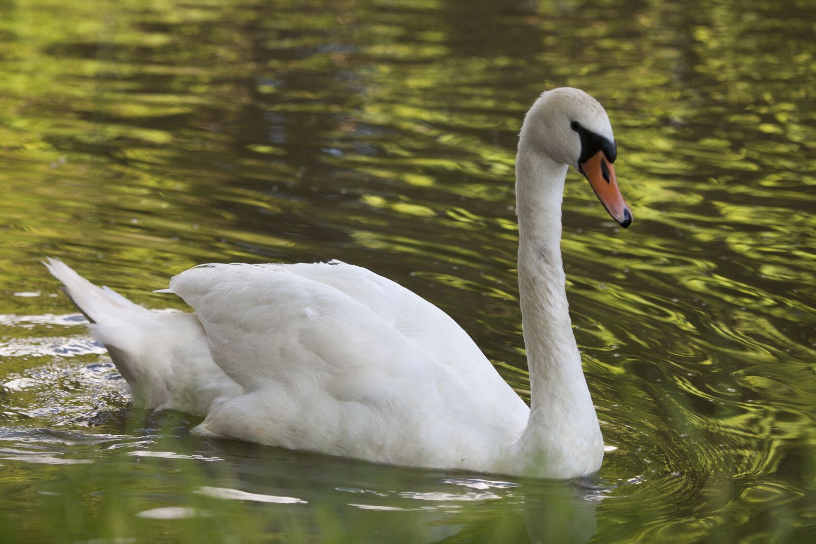 Canon EOS 5D Mark II sample photo. Swan, bird, canal photography