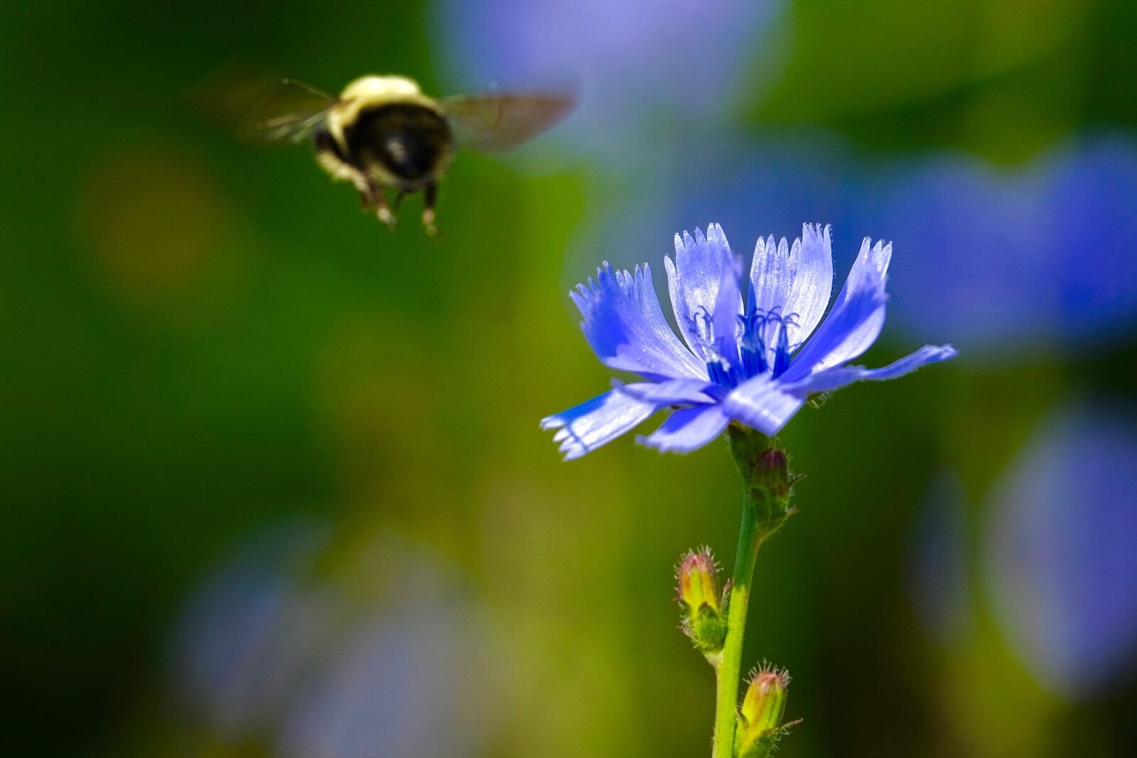 Fujifilm X-T10 + Fujifilm XC 50-230mm F4.5-6.7 OIS sample photo. Bees, flower, purple photography