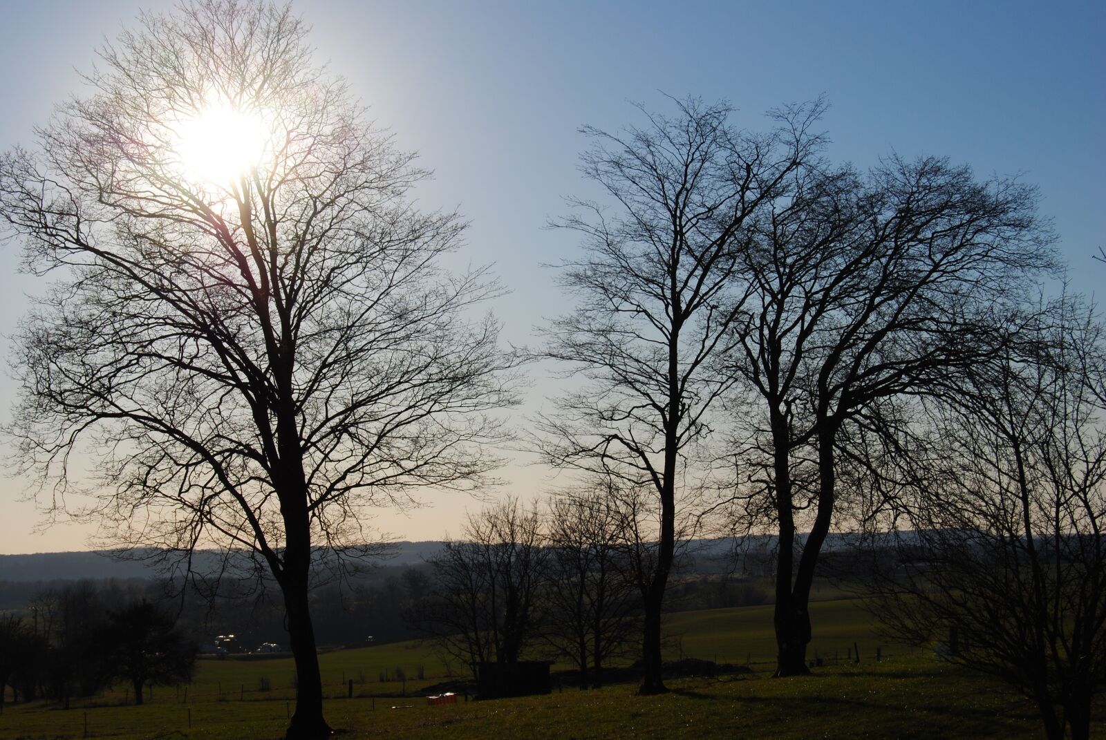Nikon D3000 sample photo. Trees, sky, plain photography