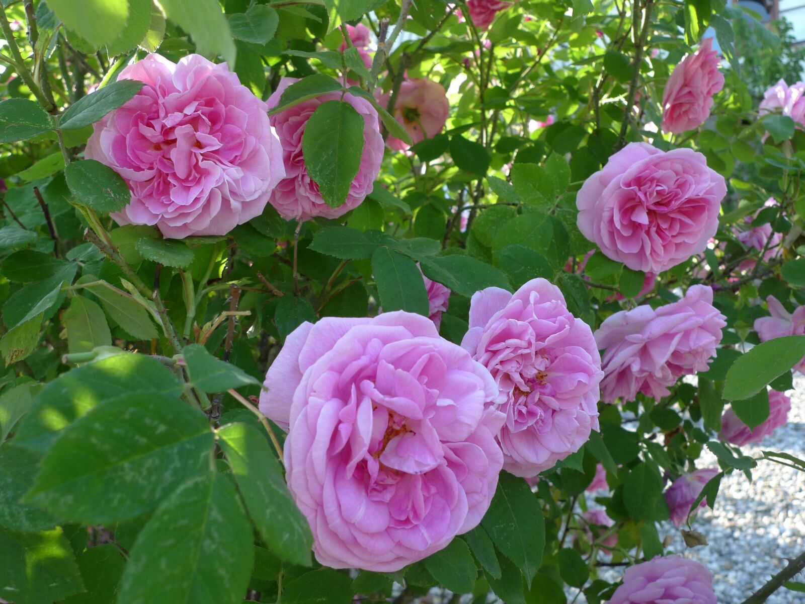 Panasonic Lumix DMC-LX3 sample photo. Spring, flowers, nature photography