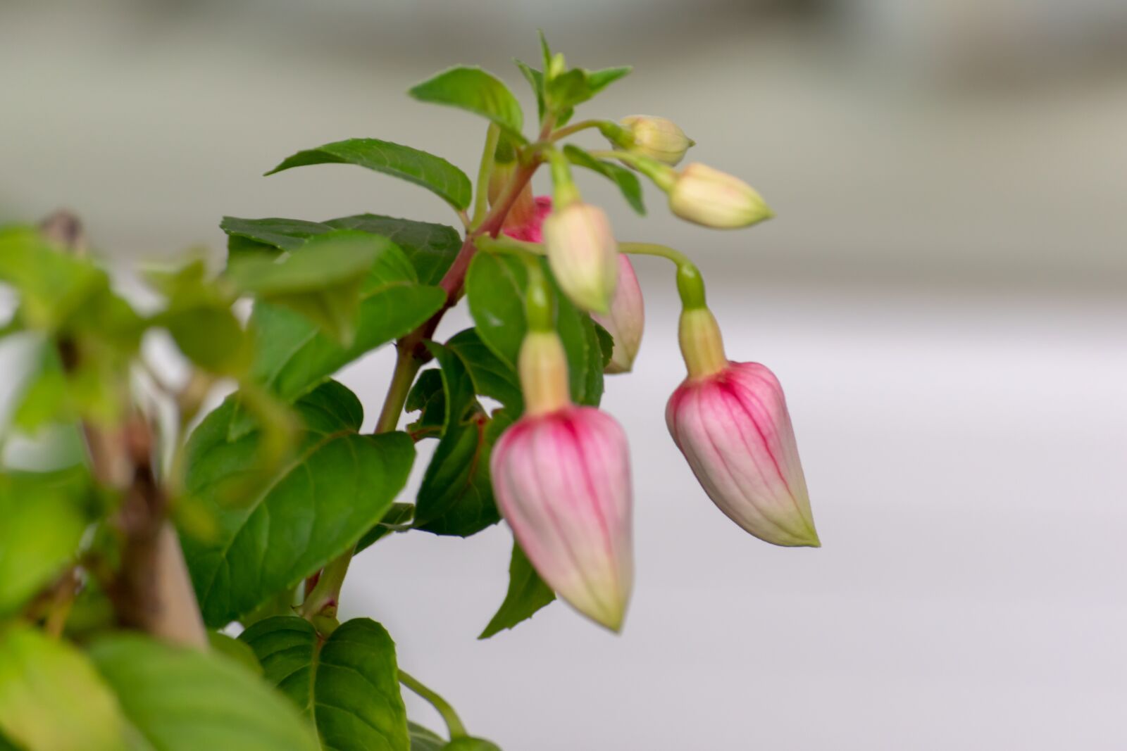 Nikon D3300 sample photo. Red, green, nature photography