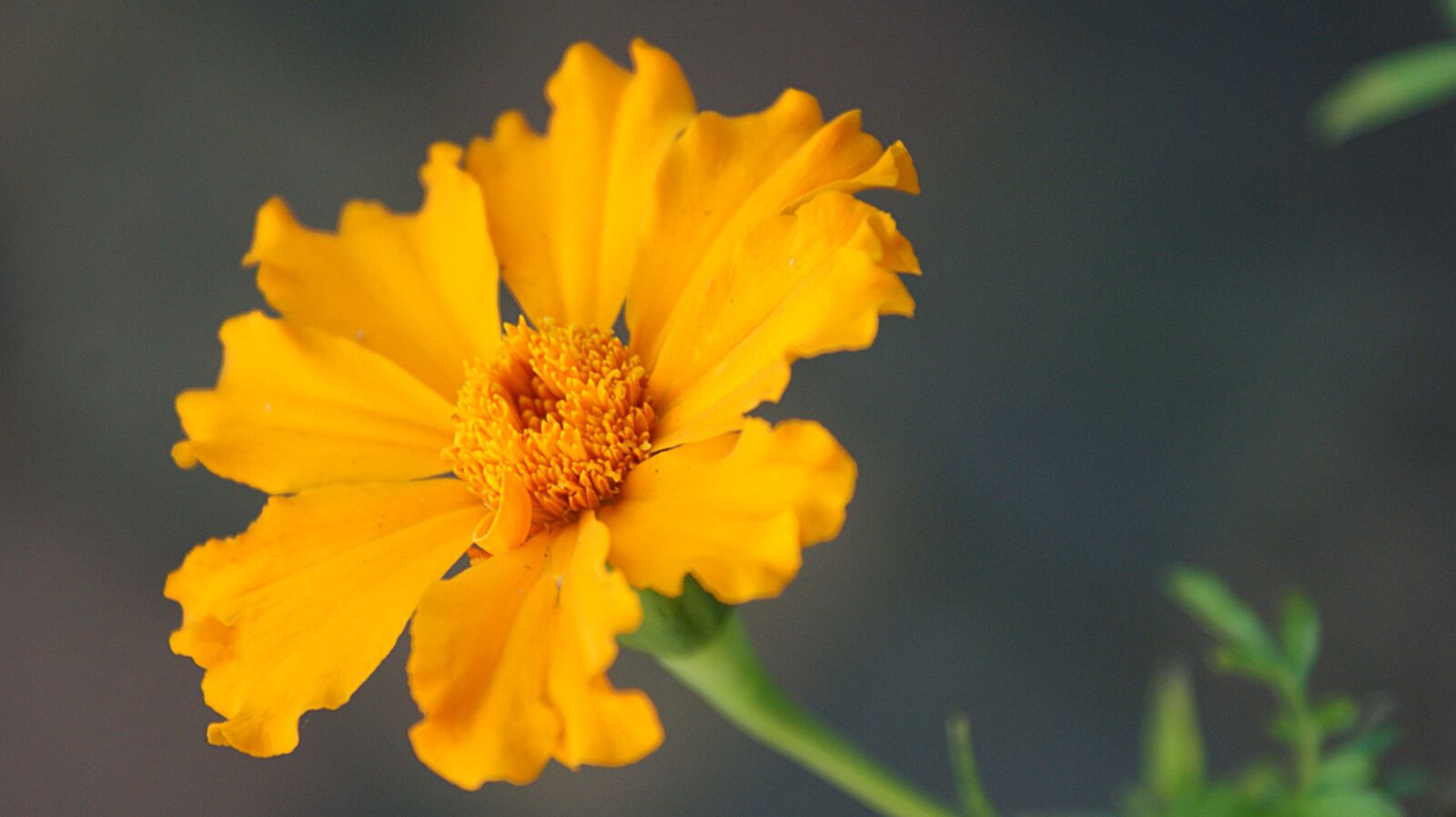 Sony Alpha DSLR-A350 sample photo. Flower, autumn, flora photography
