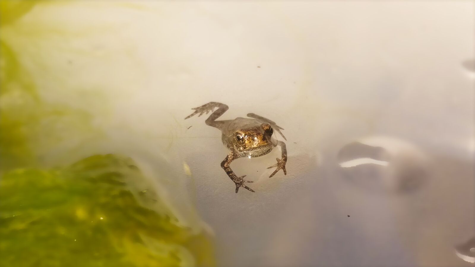 LG V20 sample photo. Frog, amphibious, nature photography