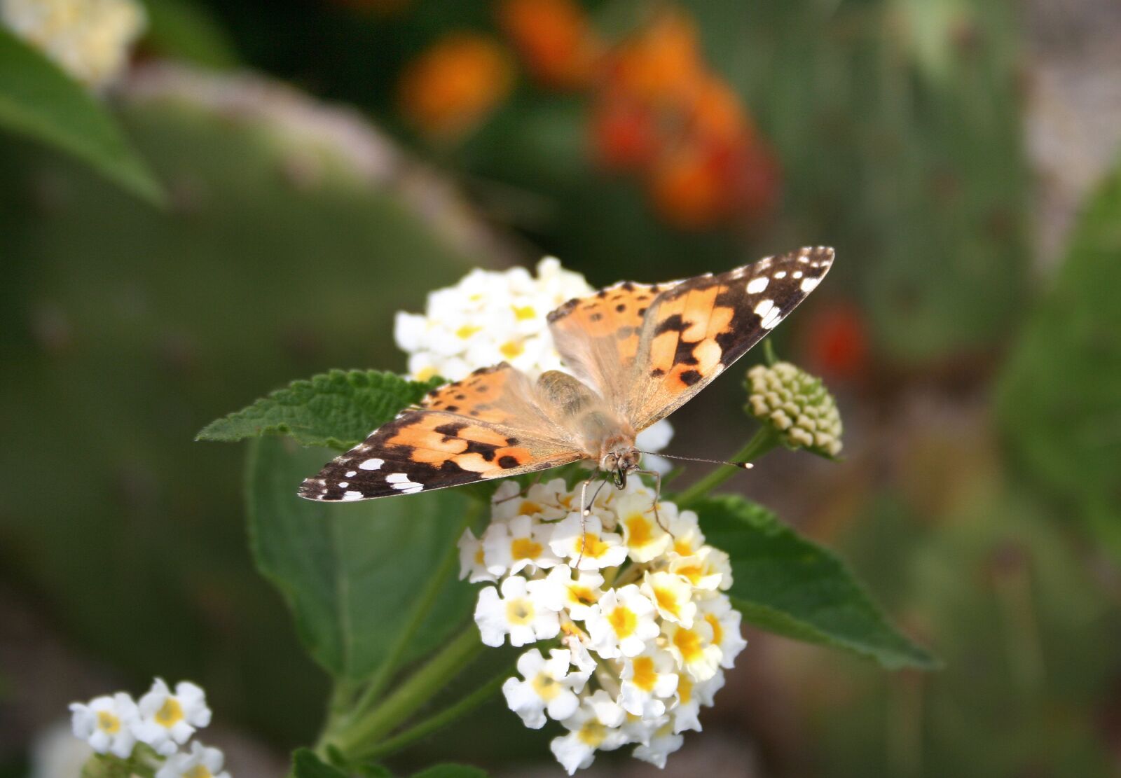 Canon EOS 350D (EOS Digital Rebel XT / EOS Kiss Digital N) sample photo. Butterfly, flower, insect photography