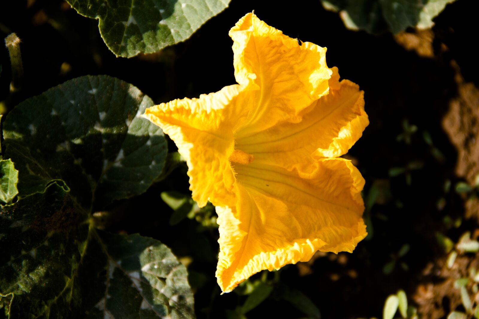 Canon EOS 650D (EOS Rebel T4i / EOS Kiss X6i) sample photo. Pumpkin, flower, nature photography