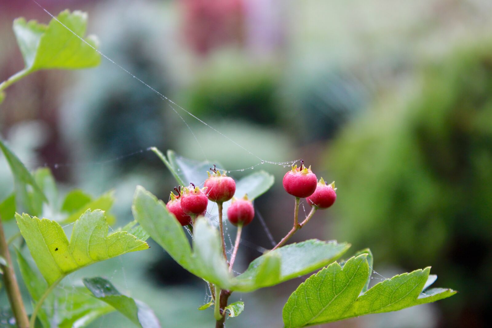 Canon EOS 600D (Rebel EOS T3i / EOS Kiss X5) sample photo. Cold, flower, ground, frost photography