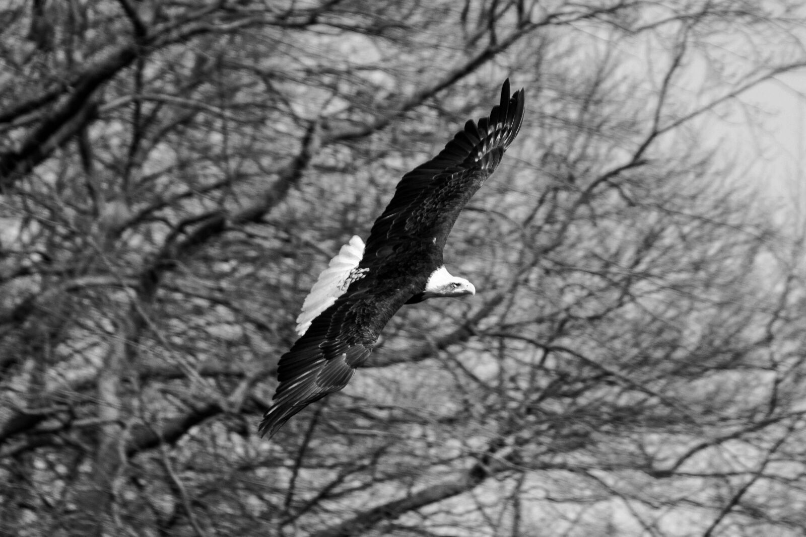Canon EOS 550D (EOS Rebel T2i / EOS Kiss X4) sample photo. Eagle, bird, bird of photography