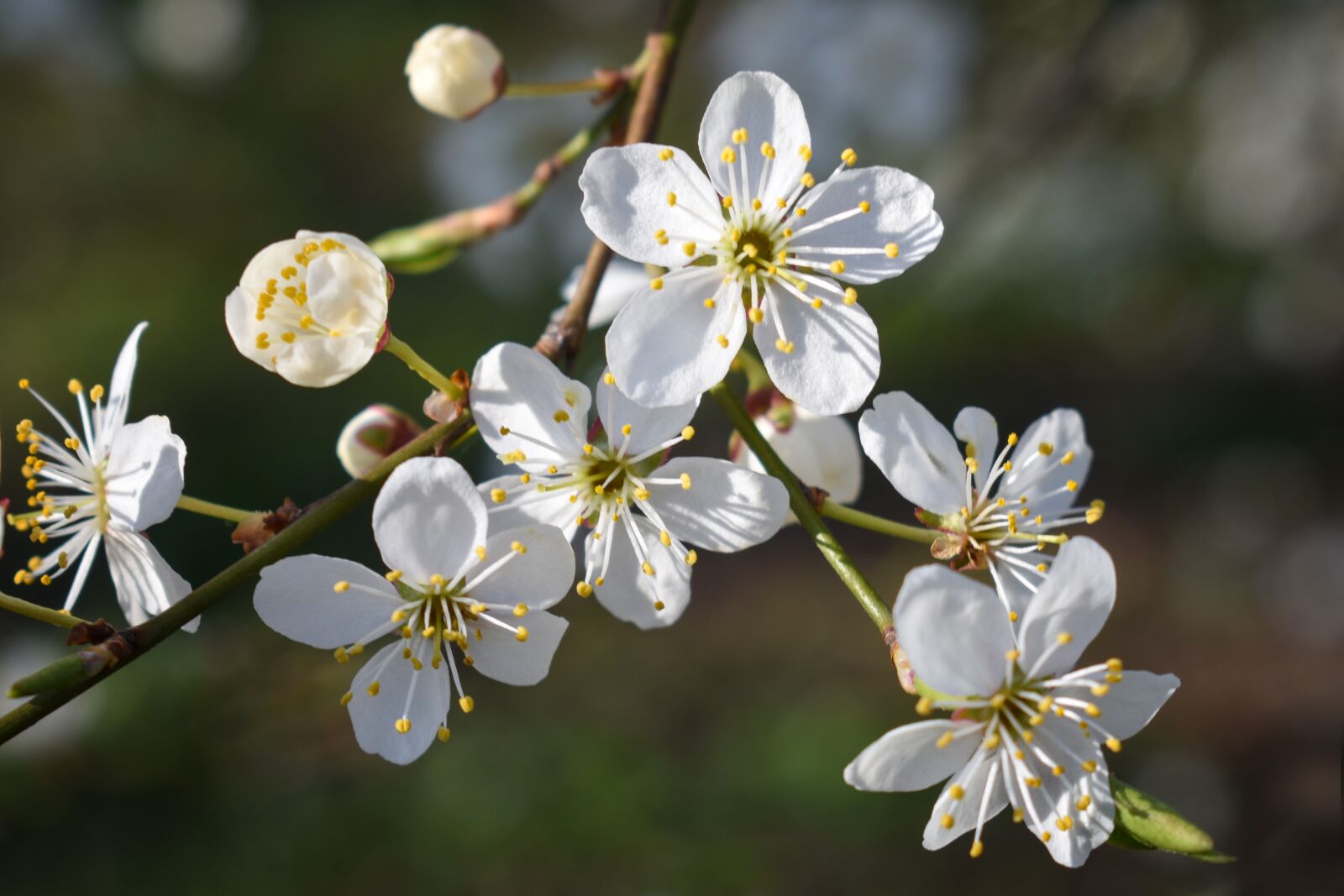 Nikon D3400 sample photo. Bloom, cherry plum, mood photography