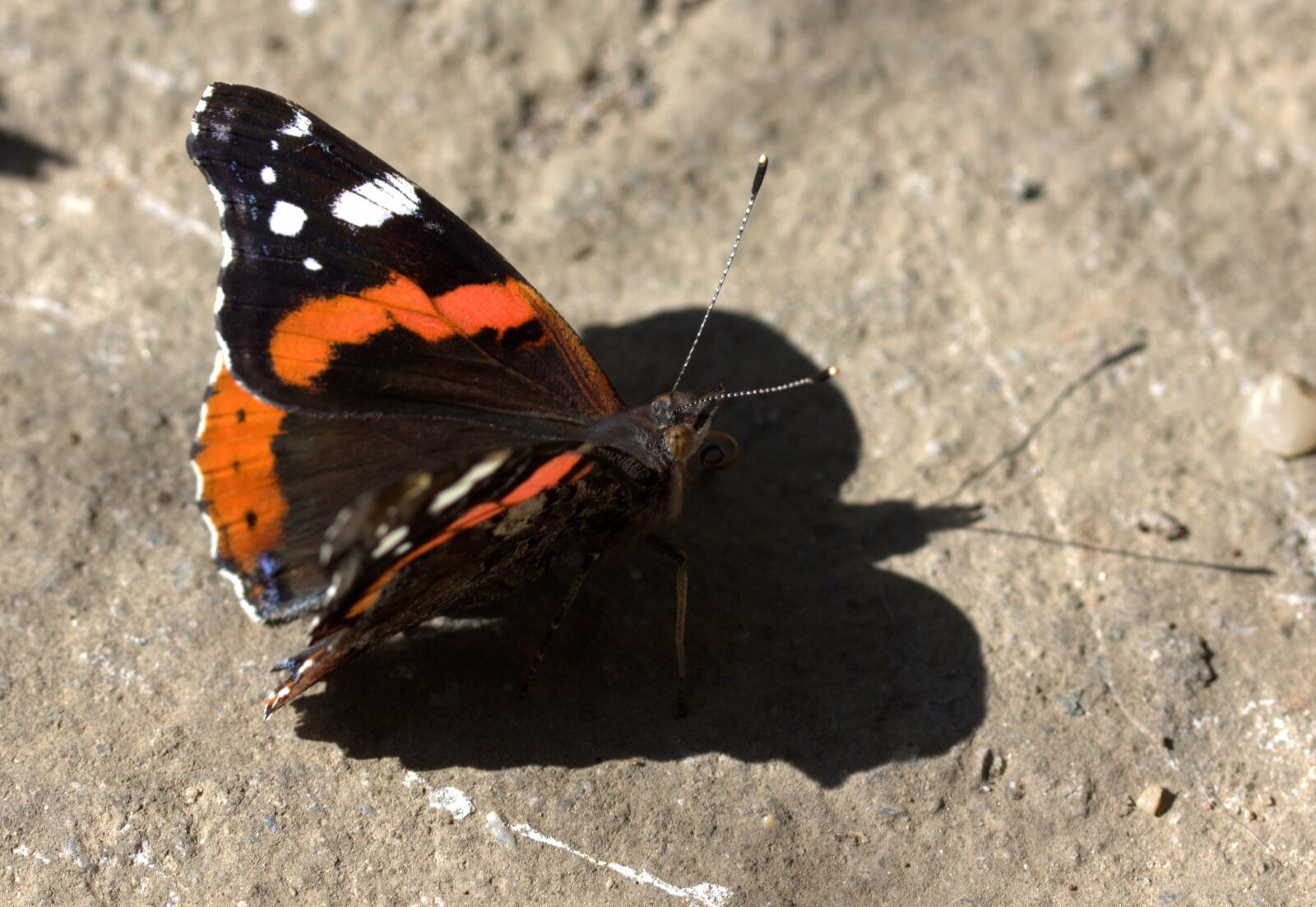 Canon EF-S 60mm F2.8 Macro USM sample photo. Butterfly, black, red photography