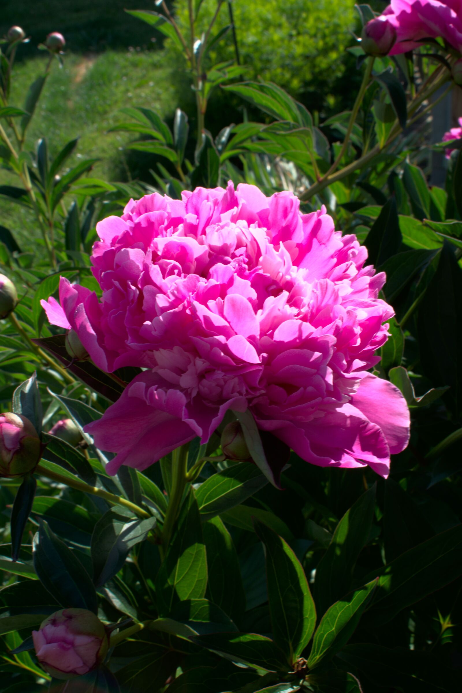 Nikon D3400 sample photo. Peony, rose, pentecost photography
