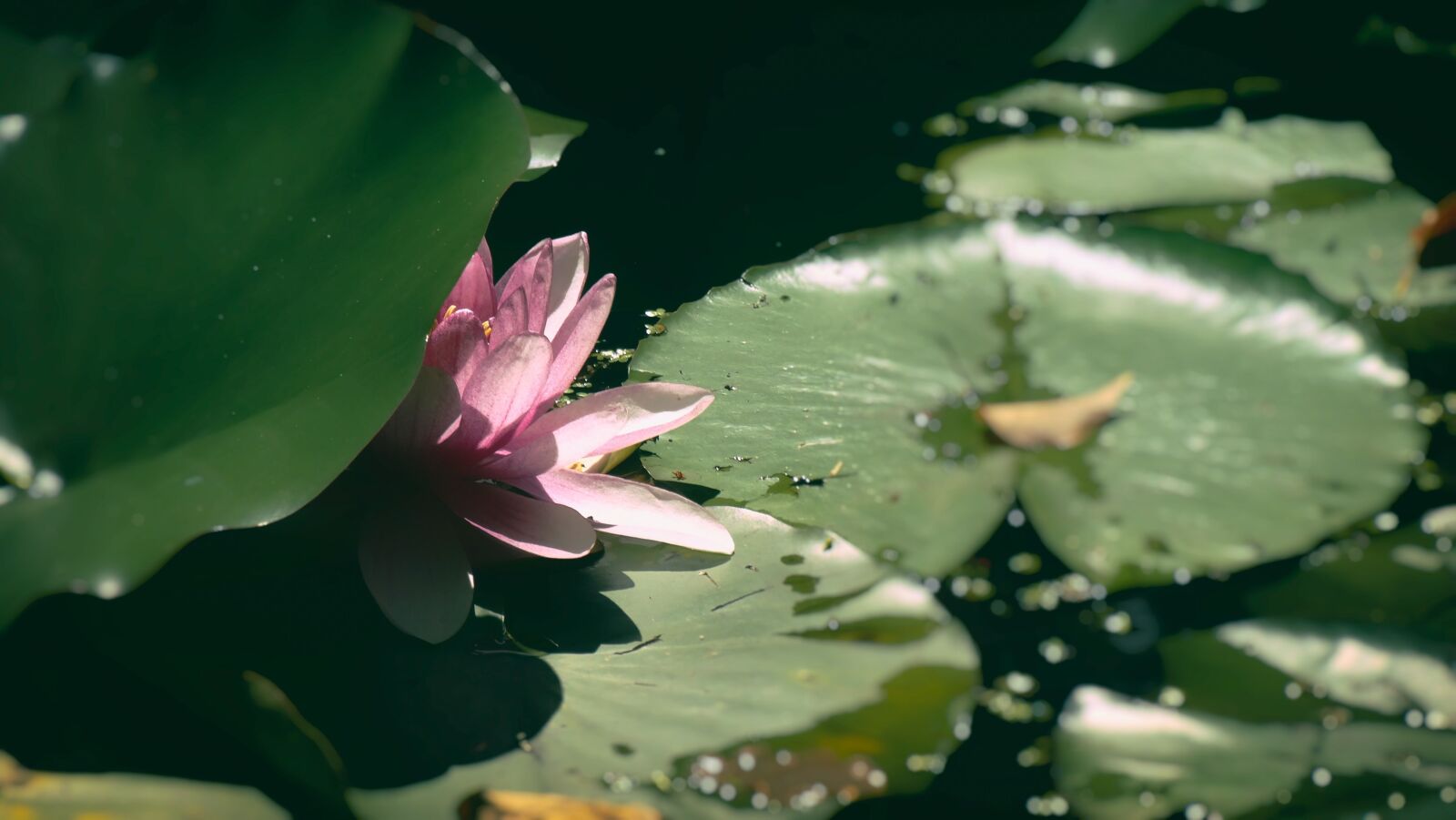 Sony Cyber-shot DSC-HX300 sample photo. Waterlily, pink, flower photography