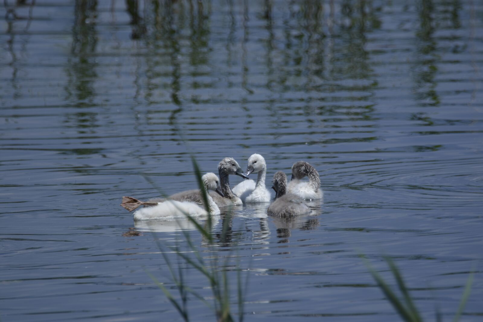 Nikon D7200 sample photo. Swan, babies, animal photography