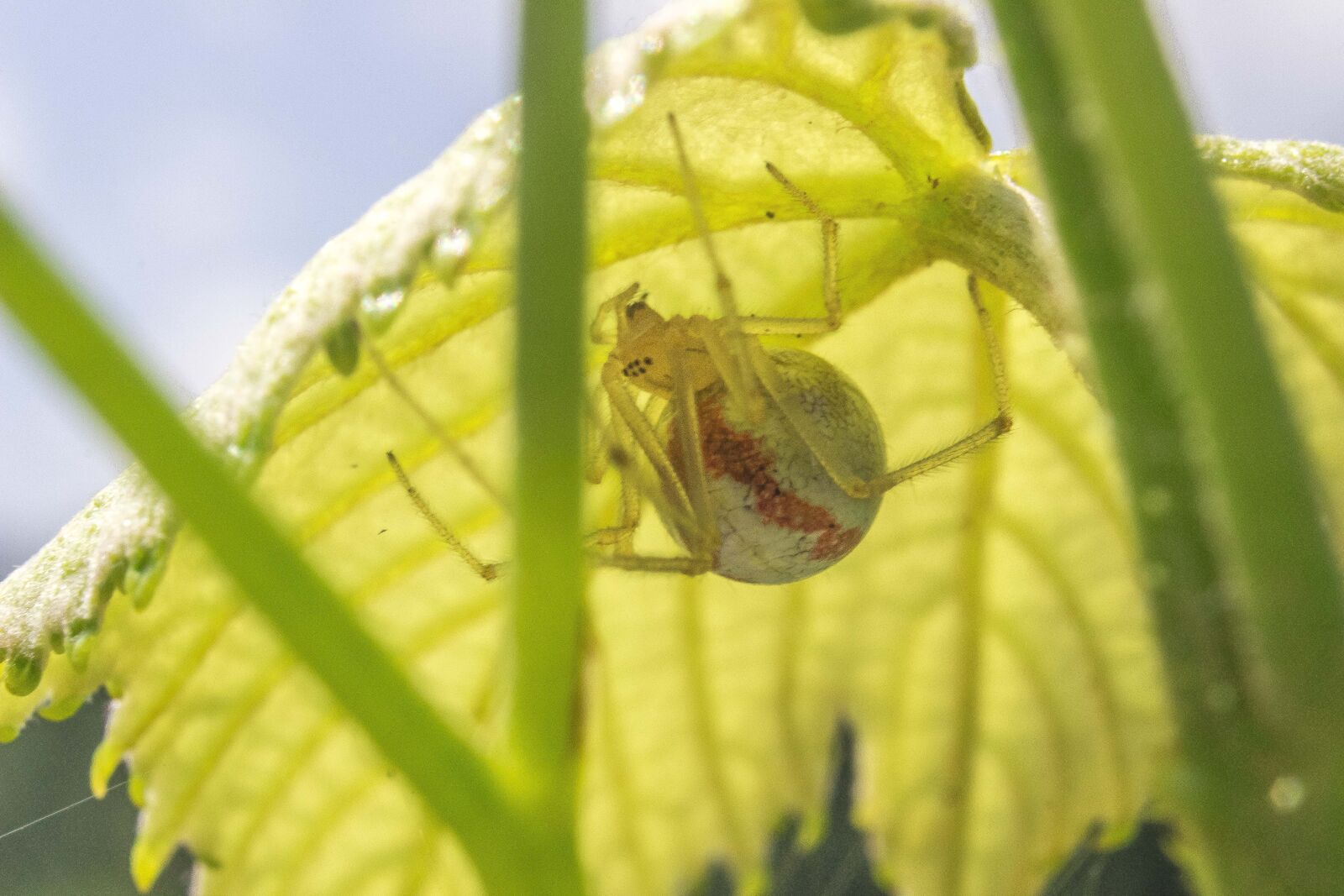 Canon EOS 600D (Rebel EOS T3i / EOS Kiss X5) sample photo. Spider, under, leaf photography