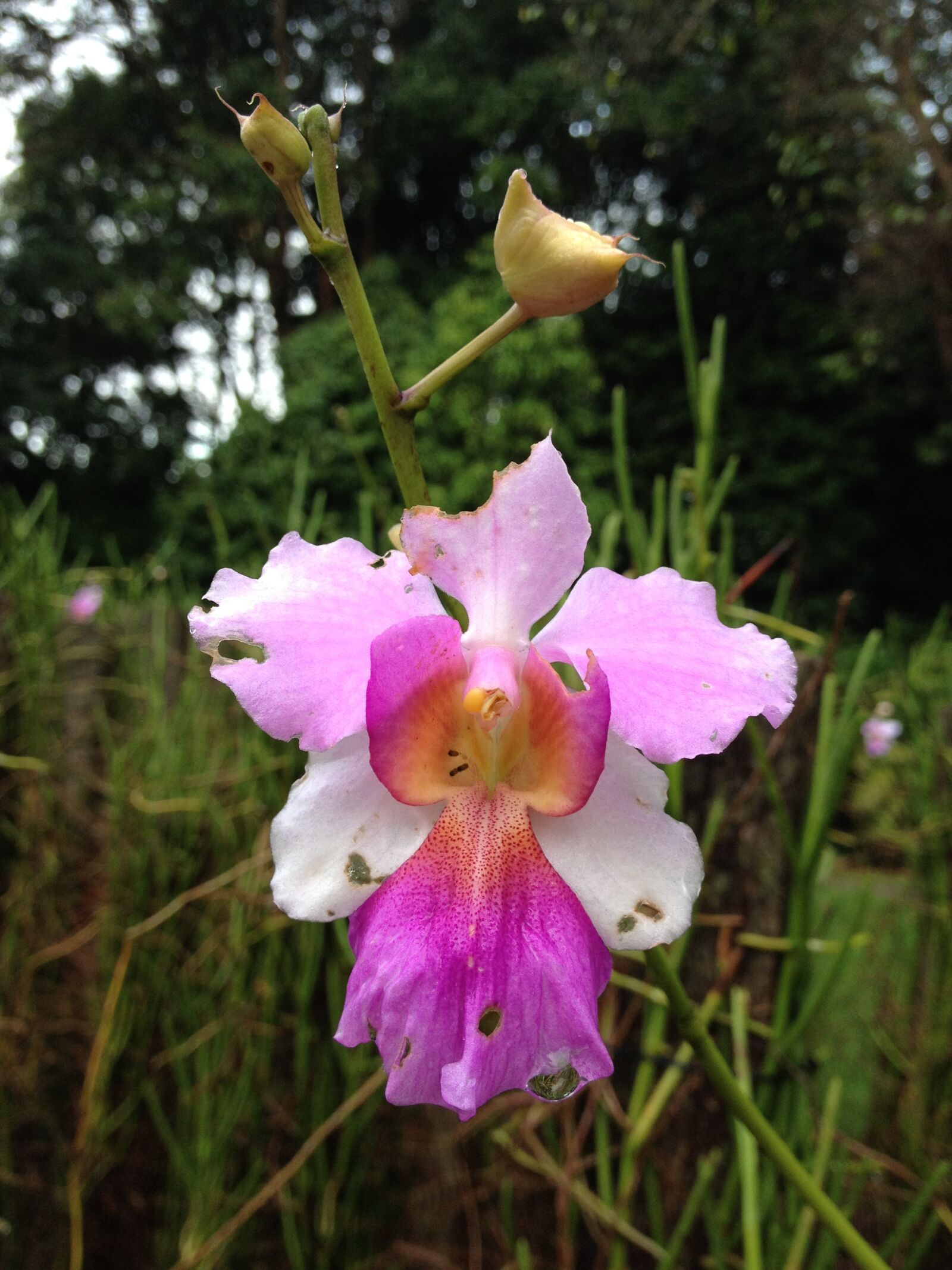 Apple iPhone 4S sample photo. National, flower, singapore photography