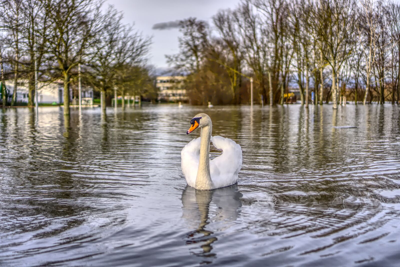 Sony a6000 + Sony E 35mm F1.8 OSS sample photo. High water, swan, flow photography