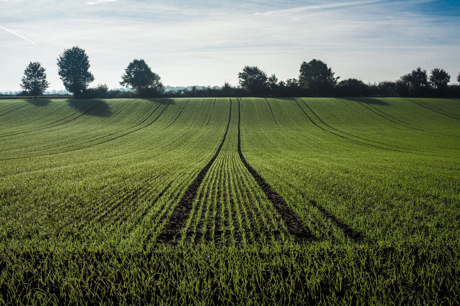 Canon EF 50mm F1.4 USM sample photo. Agriculture, getreideanbau, cereals photography