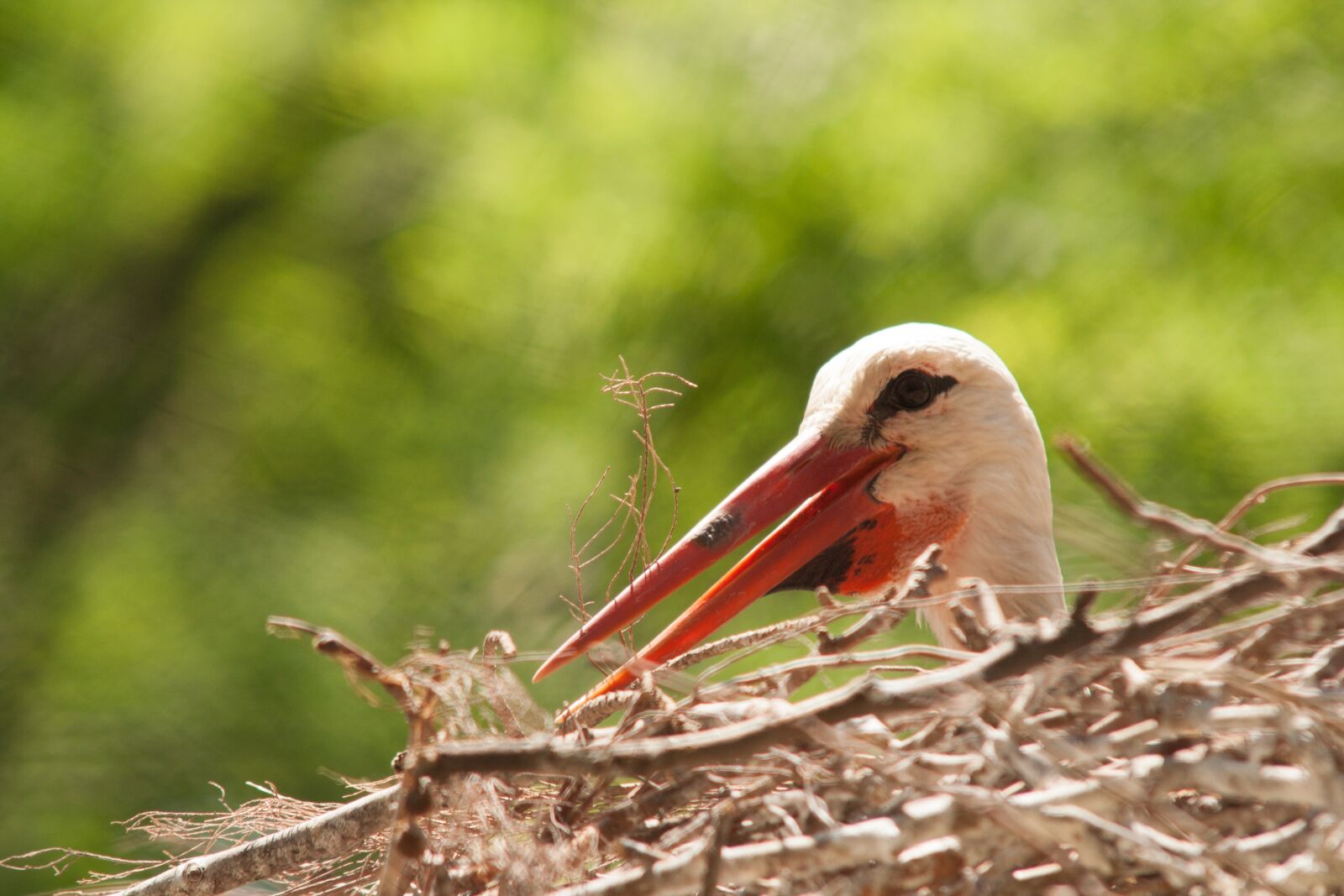 Canon EOS 350D (EOS Digital Rebel XT / EOS Kiss Digital N) sample photo. Stork, nest, bird photography