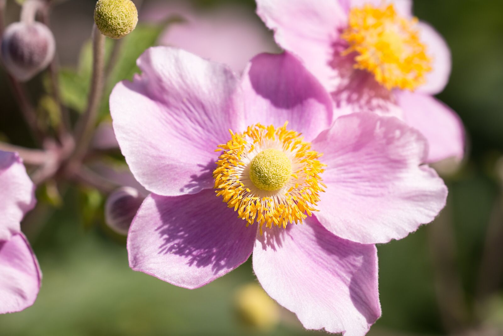 Nikon D7100 sample photo. Anemone, pink, fall anemone photography