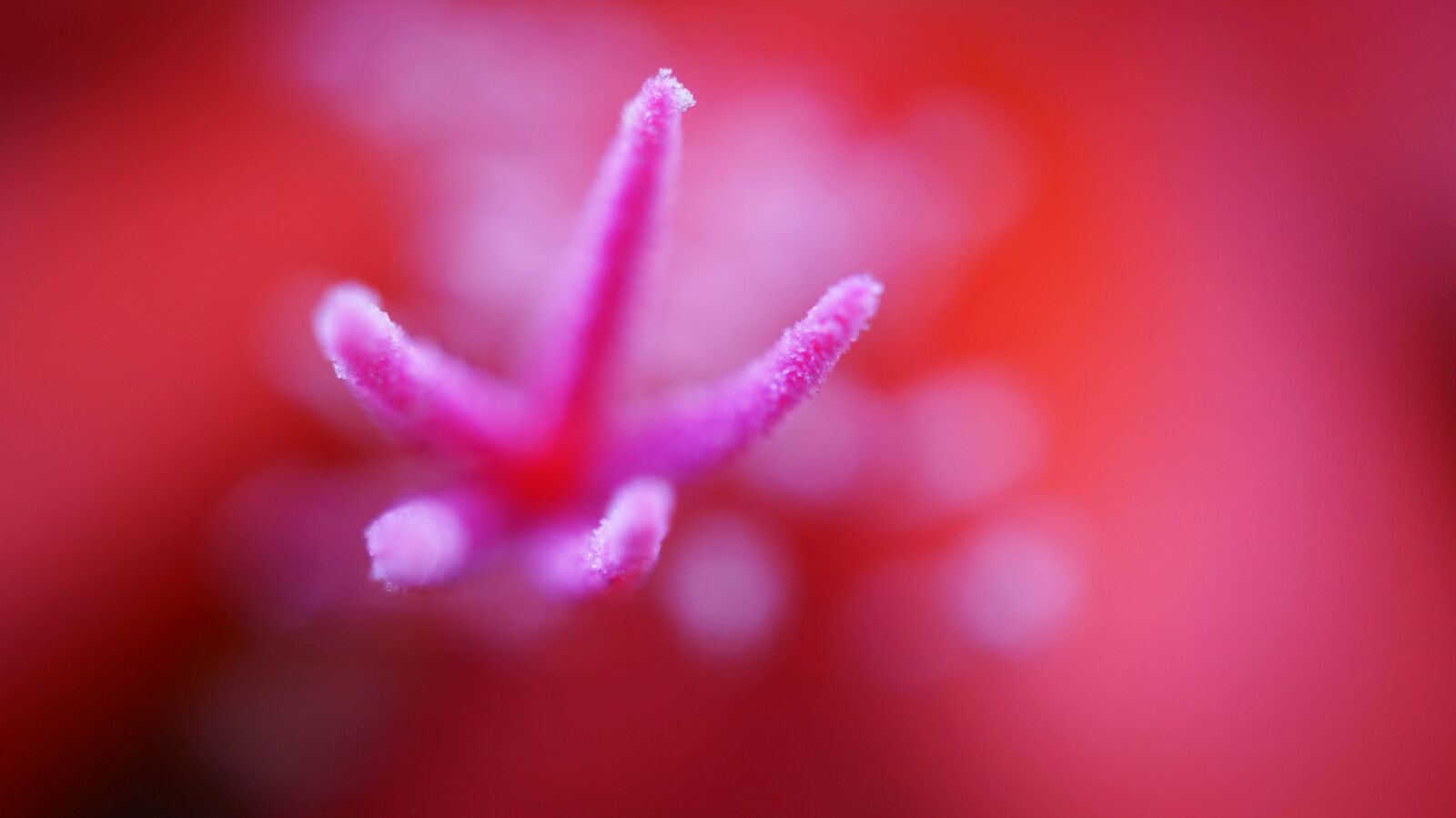 Sony Alpha a5000 (ILCE 5000) sample photo. Nature, red, blur photography